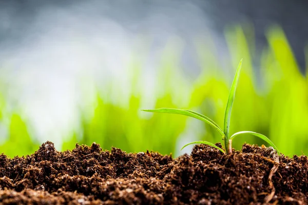 Jonge ontkiemen in de lente — Stockfoto