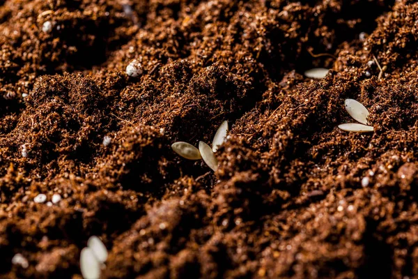 Seeds in spring ground — Stock Photo, Image