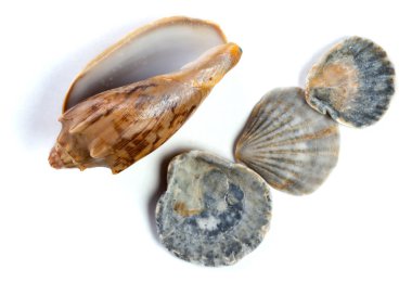 çeşitli güzel kabukları 