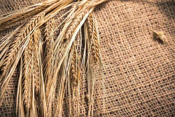 小麦の黄金の耳 — ストック写真
