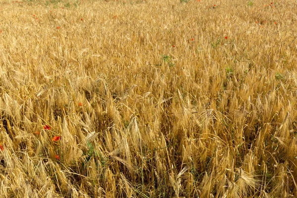 Золоте Пшеничне Поле Сонячний День — стокове фото