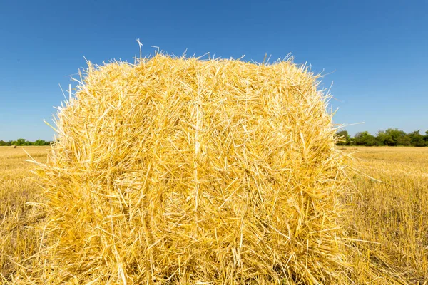 Campo Trigo Dorado Día Soleado —  Fotos de Stock