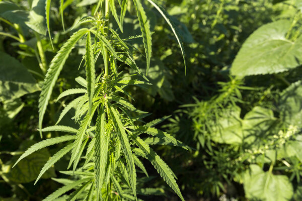 задний план конопли
