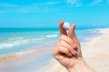 Bir deniz kabuğu sahilde tutan kadının el. 