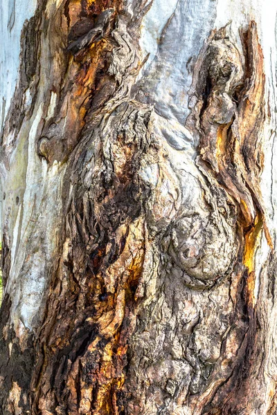樹皮ツリー テクスチャ背景 — ストック写真