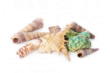 beyaz arkaplanda izole edilmiş deniz kabukları