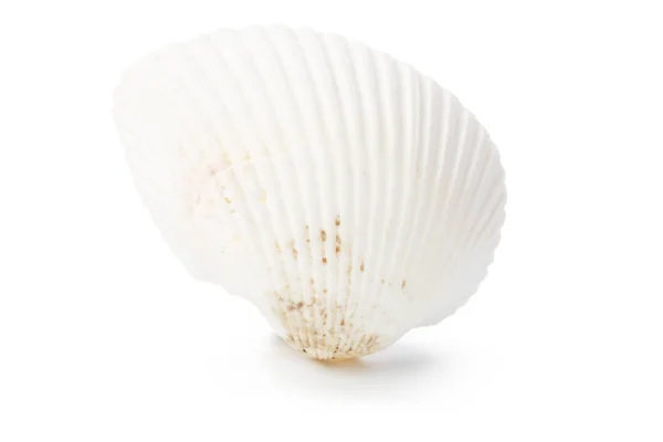 Seashell Izolované Bílém Pozadí — Stock fotografie