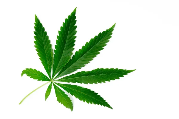 Hoja Cannabis Verde Fresco — Foto de Stock