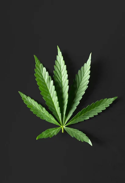 Wild Marihuana Geïsoleerd Zwarte Achtergrond — Stockfoto