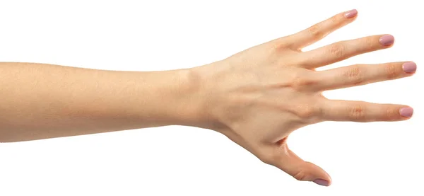 白い背景の女性の手のしぐさ — ストック写真