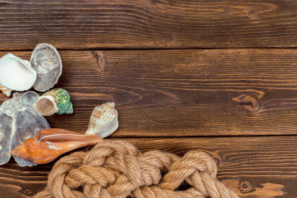 Seashells border on wood. Marine background.
