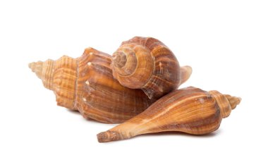 beyaz arkaplanda izole edilmiş deniz kabukları