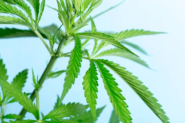 Detail Der Cannabis Pflanze — Stockfoto