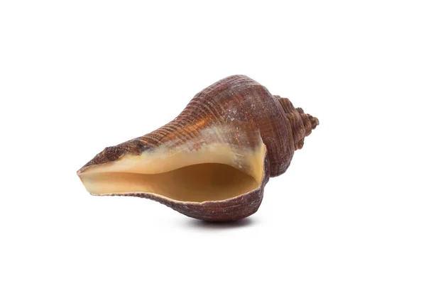 Seashell Izolované Bílém Pozadí — Stock fotografie