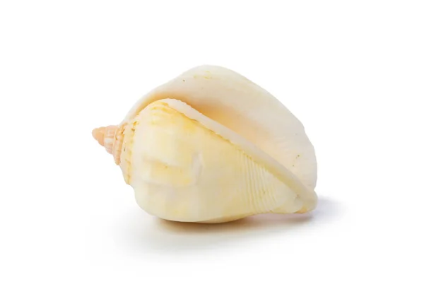 Seashell Izolované Bílém Pozadí — Stock fotografie