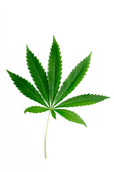 Färska Gröna Cannabis Leaf — Stockfoto