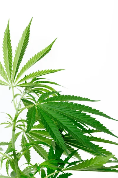 Cannabis Marihuana Plantedetaljer – stockfoto