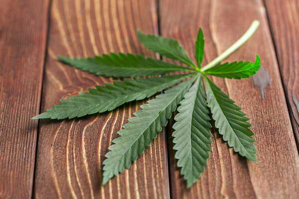 cannabis leaf on wooden table