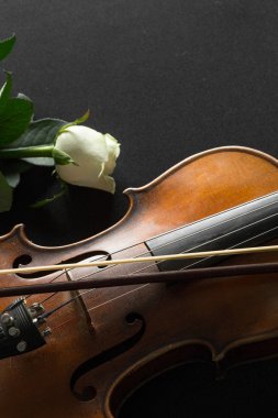 Keman ve siyah arka plan üzerine gül.