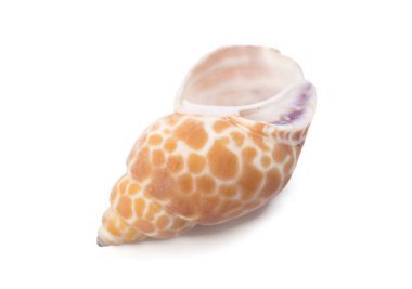 Beyaz arkaplanda deniz kabuğu izole