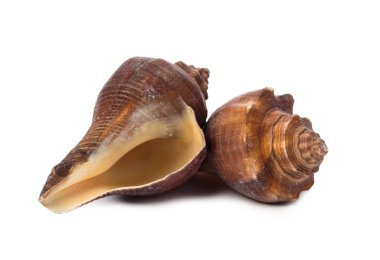 beyaz arkaplanda izole edilmiş deniz kabukları