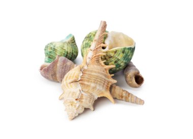 beyaz arkaplanda izole edilmiş deniz kabukları
