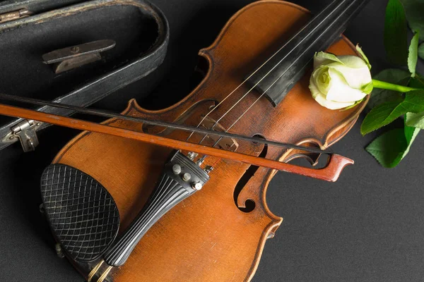 Violin Rose Black Background — Stock Photo, Image