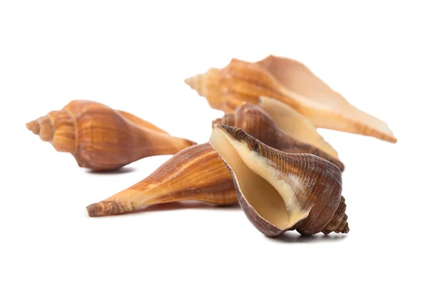 Seashells Isolated White Background — Stock Photo, Image