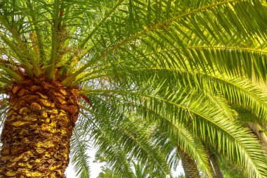 Palmiye ağacı gökyüzü arka plan üzerinde