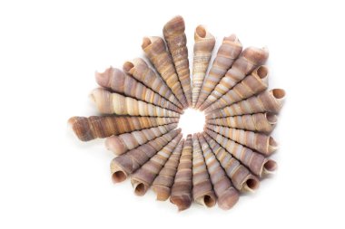 beyaz arkaplanda izole edilmiş deniz kabukları