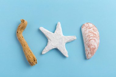 deniz kabuklarını parlak zemin üzerine