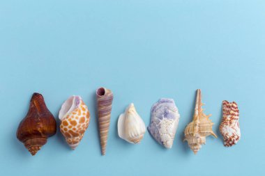 deniz kabuklarını parlak zemin üzerine