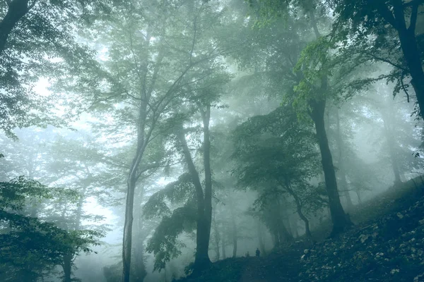 Красивый Зеленый Пейзаж Туманного Дерева — стоковое фото