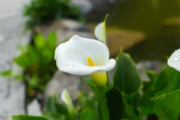 Callas Con Foglie Giardino Vicino — Foto Stock