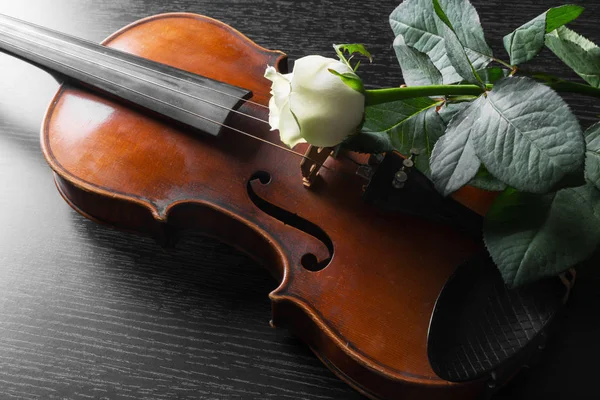 Violino Rosa Sfondo Nero — Foto Stock