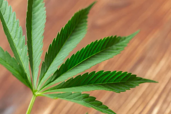 Verse Groene Cannabis Leaf — Stockfoto