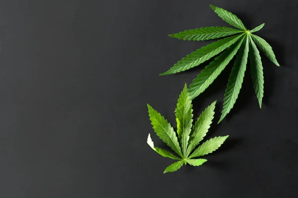 Viltlevende Marihuana Isolert Svart Bakgrunn – stockfoto