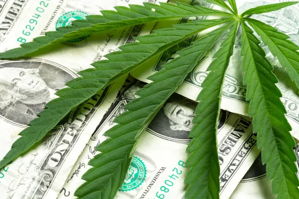 Hoja Cannabis Dinero — Foto de Stock