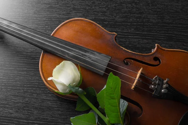 Violino Rosa Fundo Preto — Fotografia de Stock