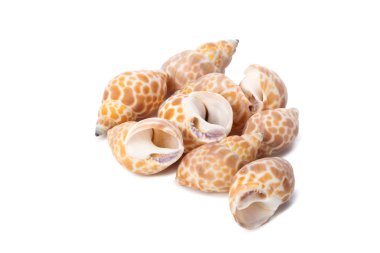 beyaz arkaplanda izole edilmiş deniz kabukları