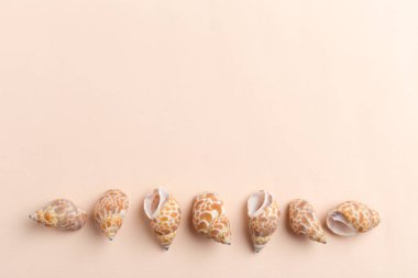 deniz kabuklarını parlak zemin üzerine