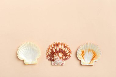 deniz kabuklarını parlak zemin üzerine