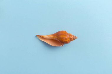 deniz kabuklarını parlak zemin üzerine