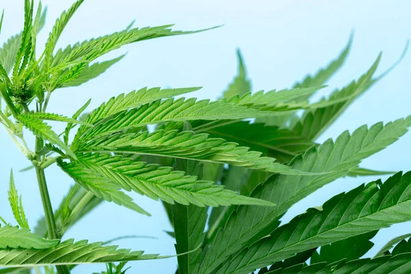 Detail Der Cannabis Pflanze — Stockfoto