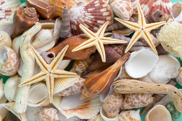 Seashells Bright Background Stock Image