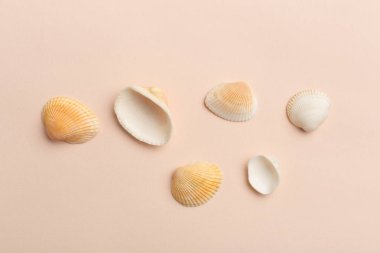 deniz kabuklarını parlak zemin üzerine