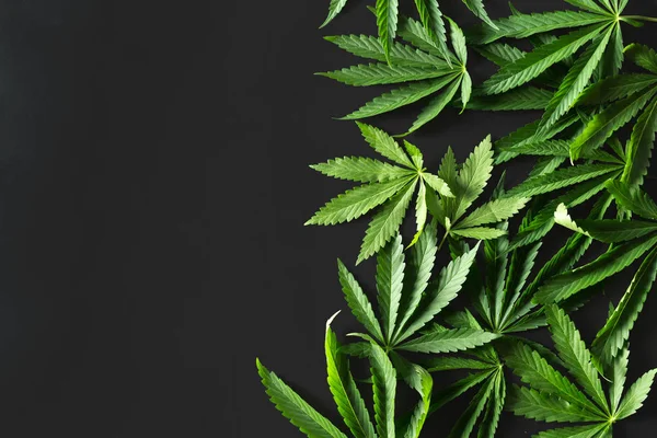 Wildes Marihuana Isoliert Auf Schwarzem Hintergrund — Stockfoto
