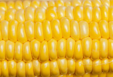 ham taze Mısır, gıda arka plan