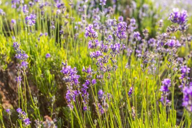 Bir alan, seçici odak lavanta bitkiler