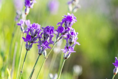 Lavanta bitkiler alanında closeup